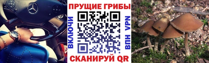 даркнет официальный сайт  Кунгур  Псилоцибиновые грибы Psilocybine cubensis  наркотики 